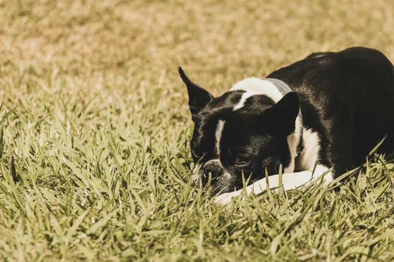 a small dog in the middle of some tall grass