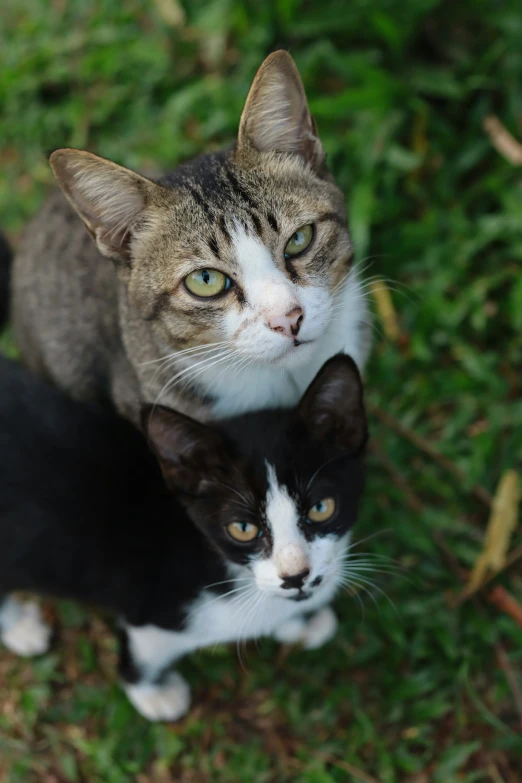 there are two cats that are sitting together