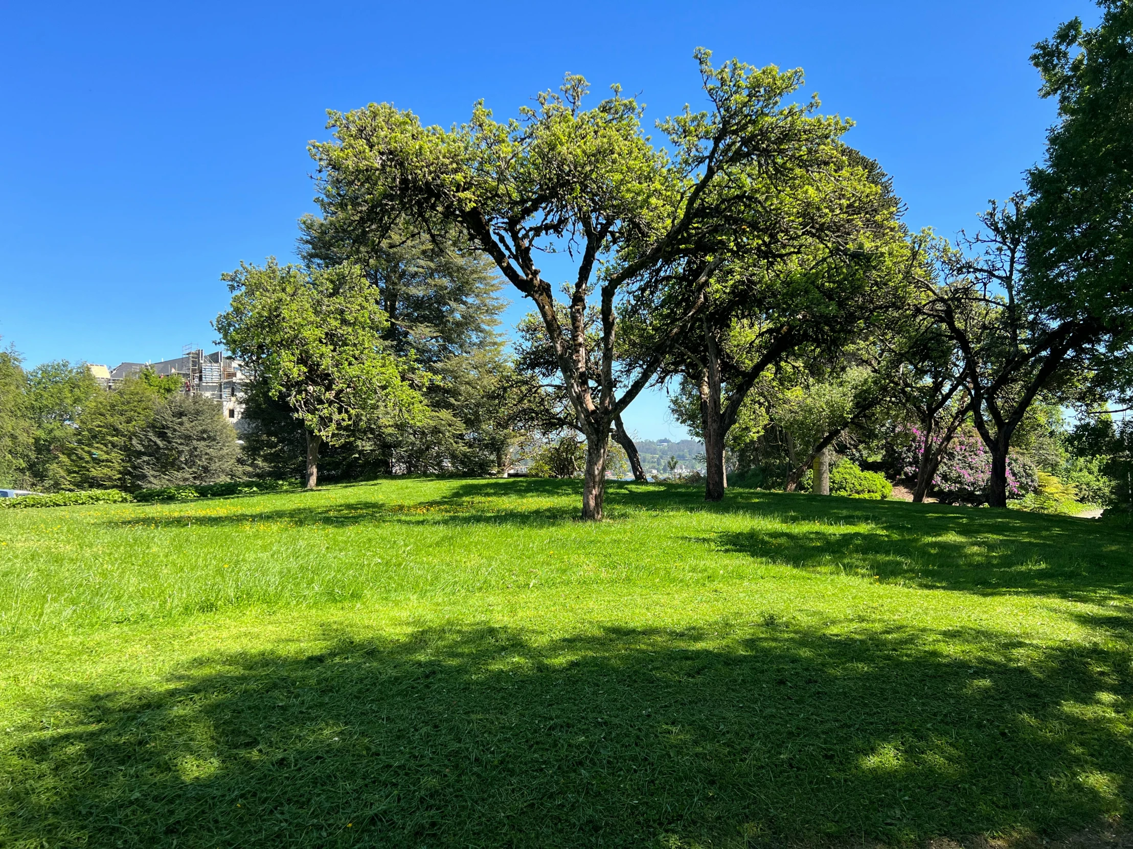 a grassy area under a few trees with some blue sky in the background