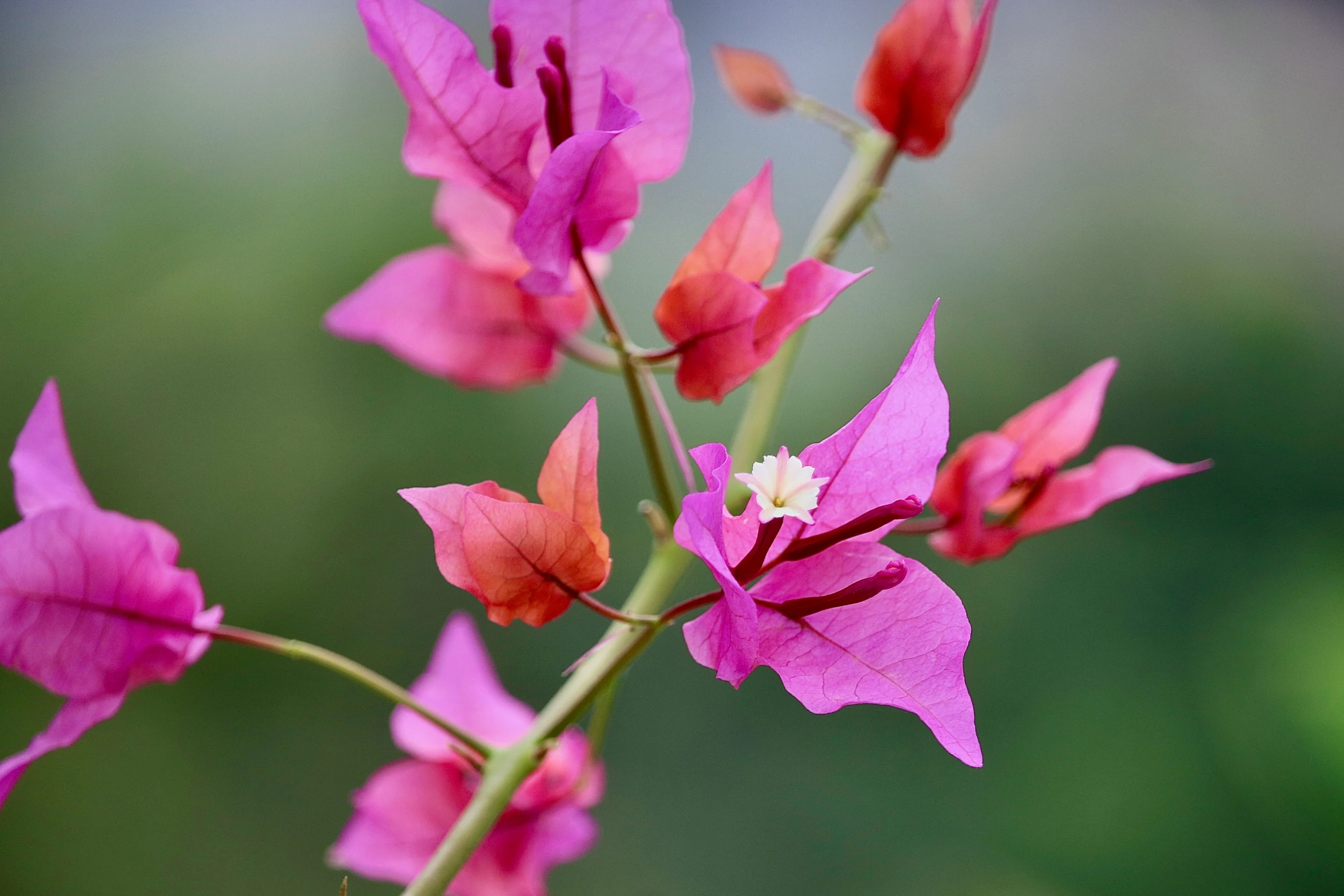 purple flowers are blooming in the green background