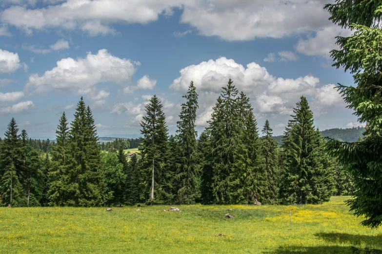 this is a forest and some clouds