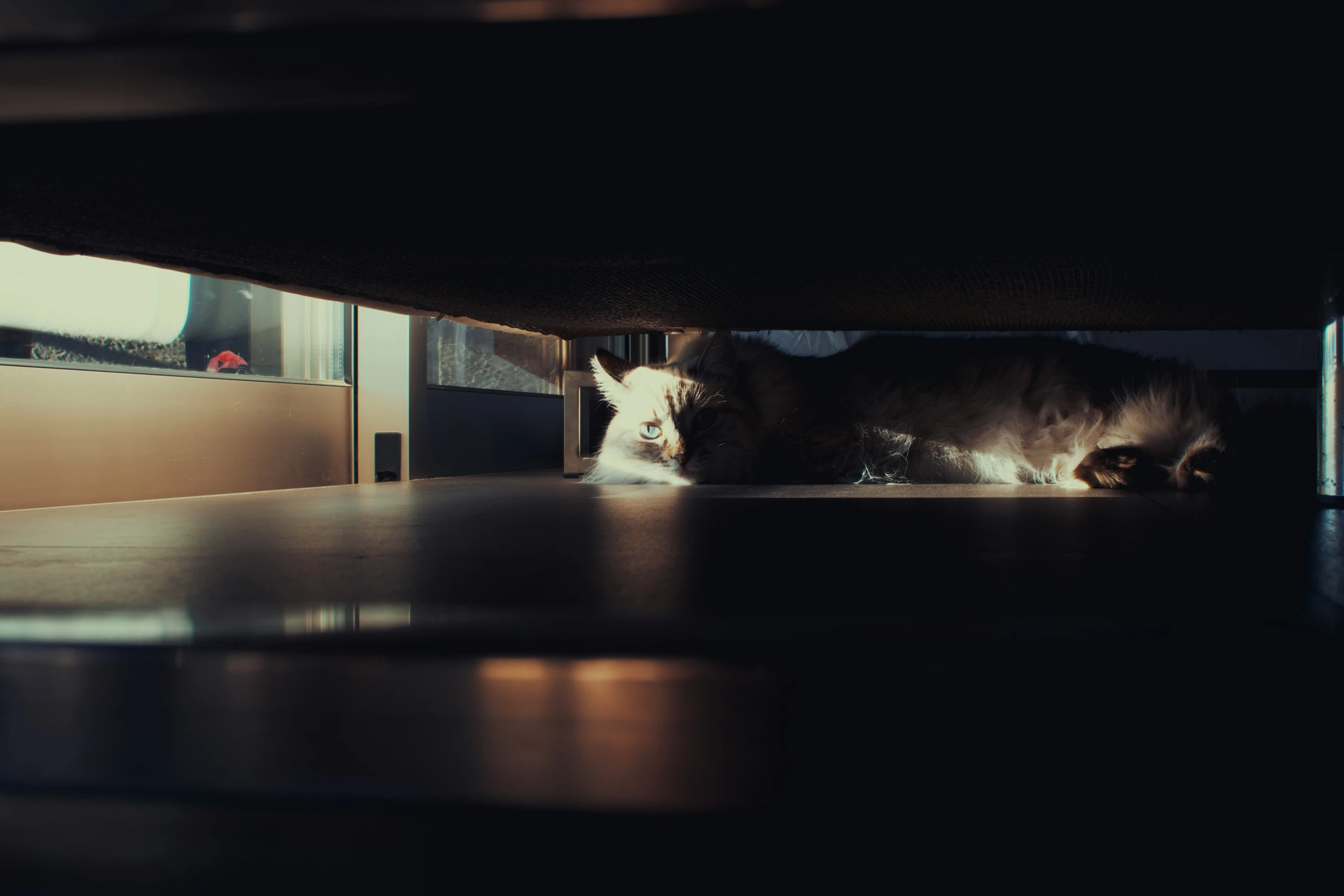 a cat is laying underneath a table in the dark