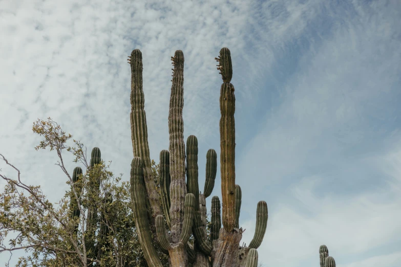 several large cactus plants against a cloudy sky