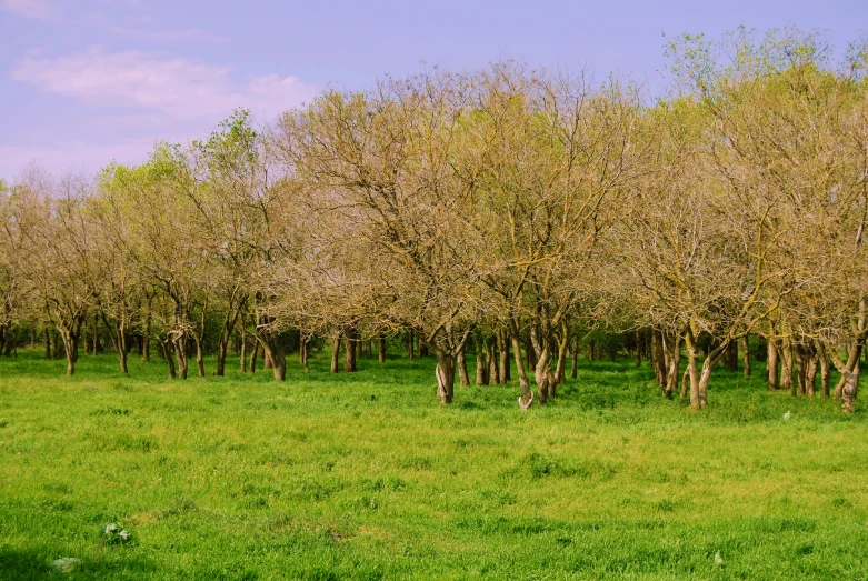 the grass is green with trees in bloom