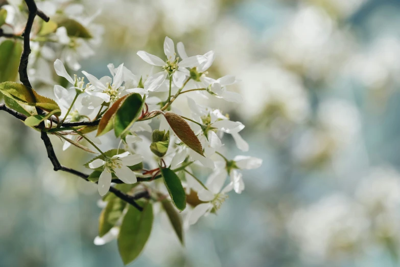 closeup of a nch with white flowers against a blurred sky