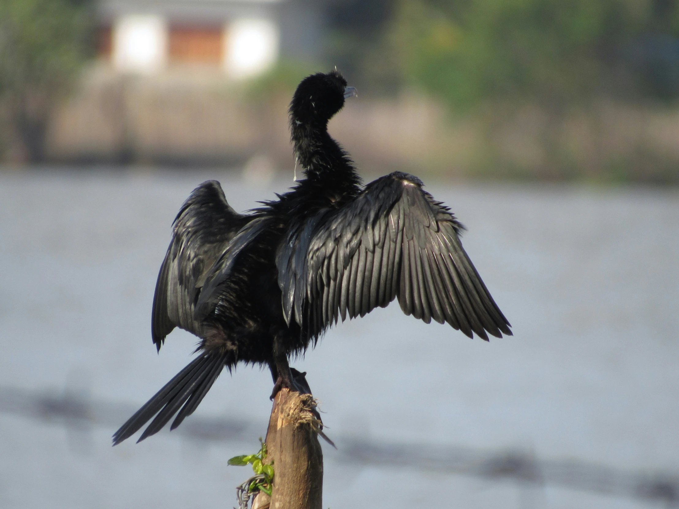 a large black bird with wings spread sitting on a nch