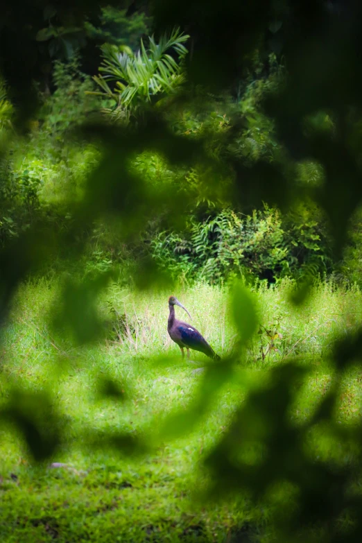 a lone bird is on the grass in the field