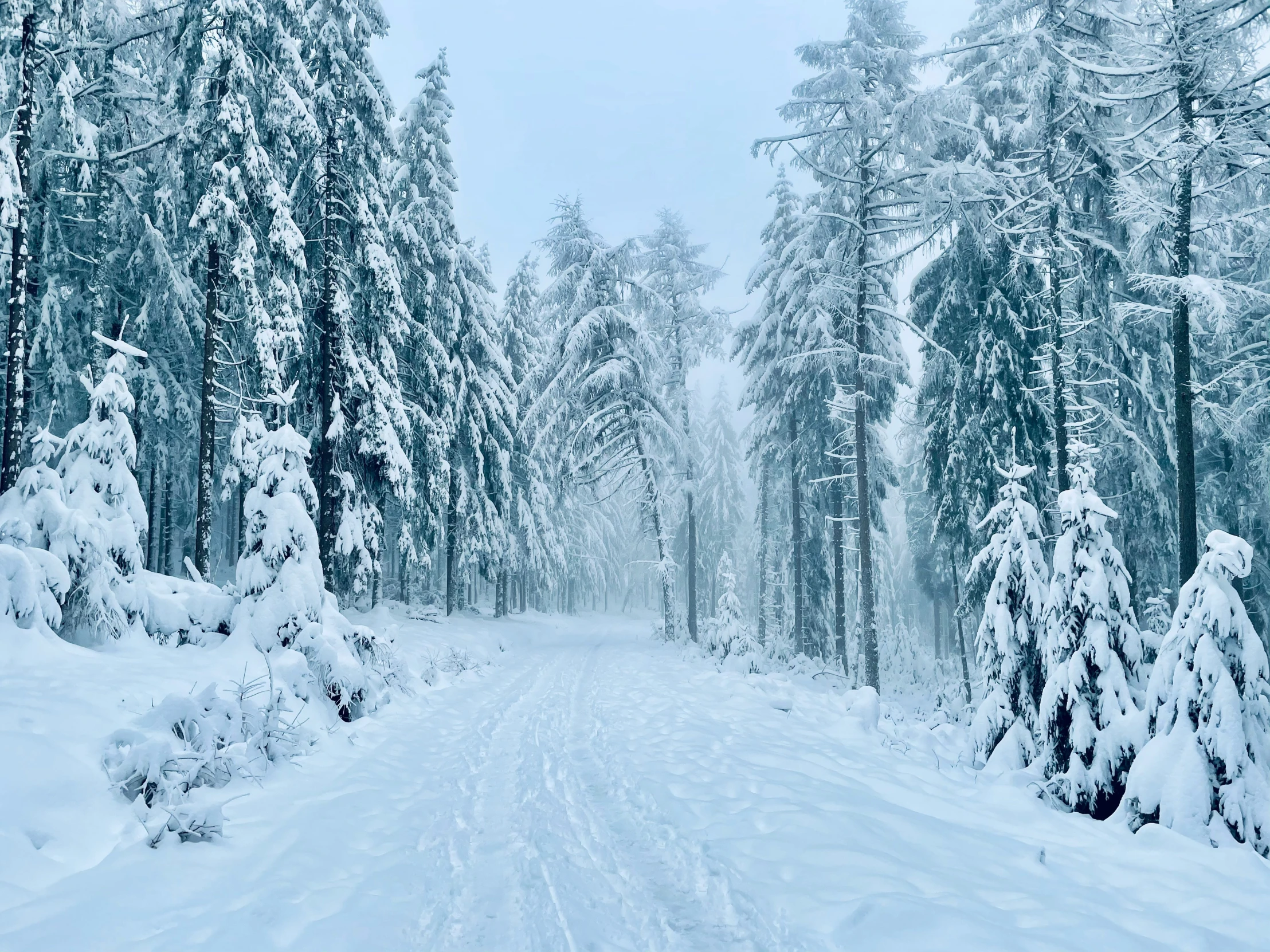 an empty road is lined with snow covered trees