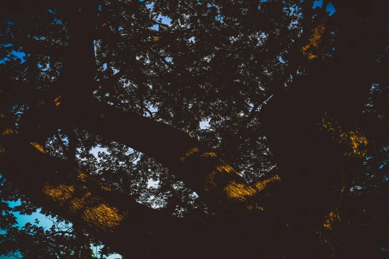 the silhouette of trees in the foreground against a night sky