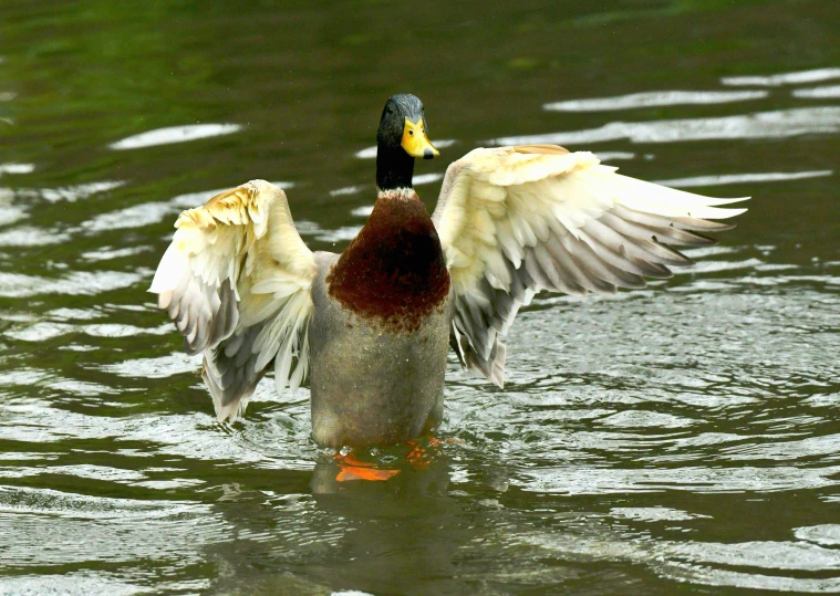 two birds with their wings spread over the water