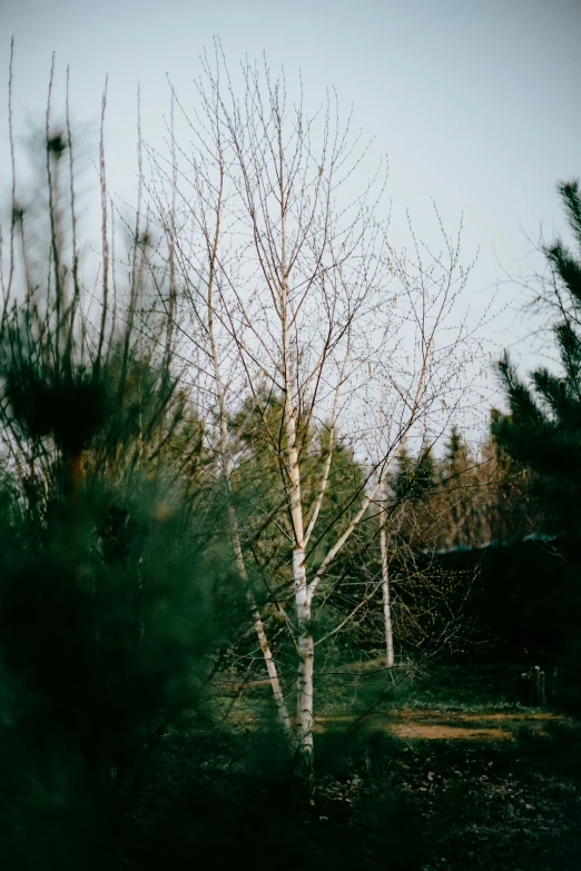 a birch tree in an empty field surrounded by woods