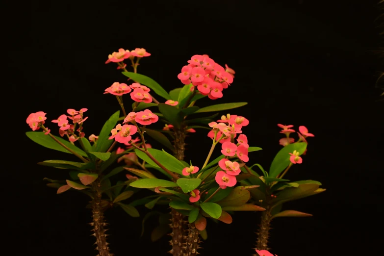 a bunch of flowers that are sitting in a vase