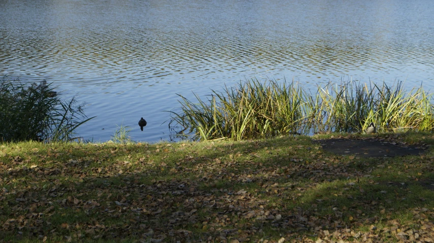 a duck swimming next to water and some grass