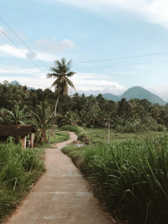 a dirt road with trees on the side