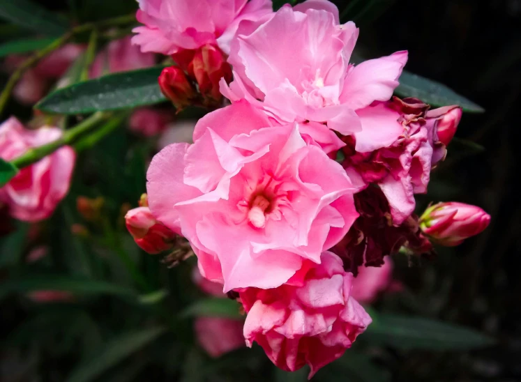 a bush full of pink flowers in the daytime