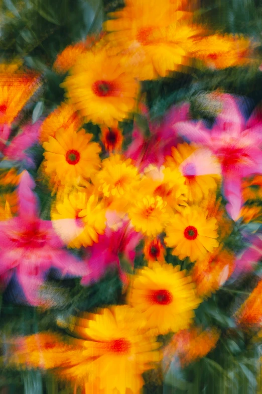 bright pink and yellow flowers in the foreground