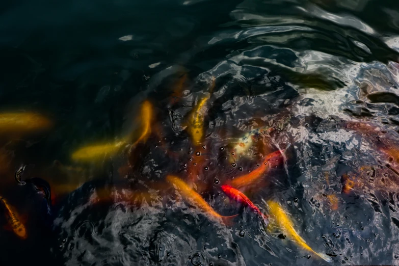 many different colored koi fish swimming in the water