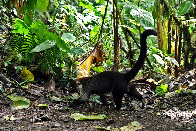 a black cat is walking through the forest