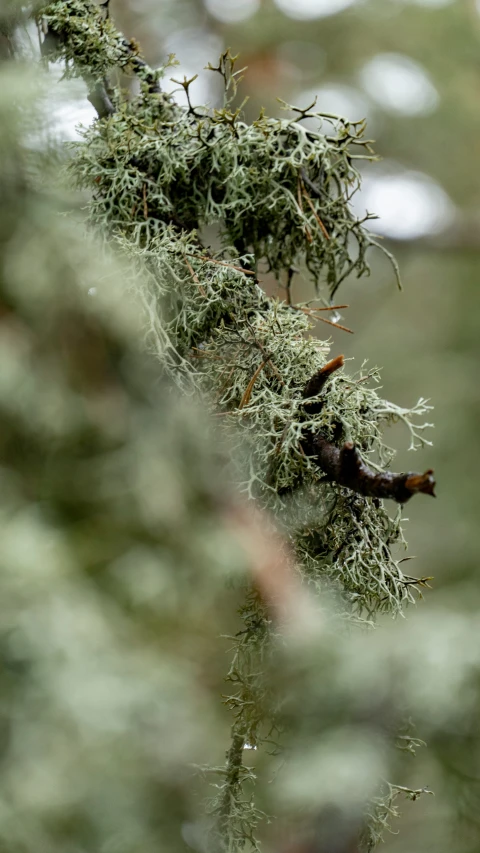 moss growing on the edge of a tree nch