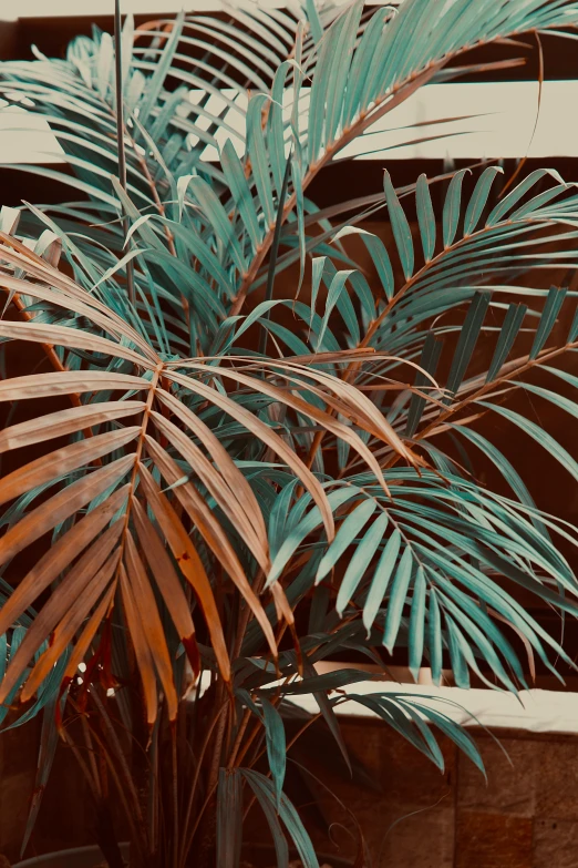 a palm tree on a concrete planter in the garden