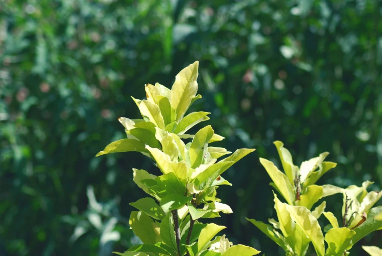 leaves are shown with the light in the background