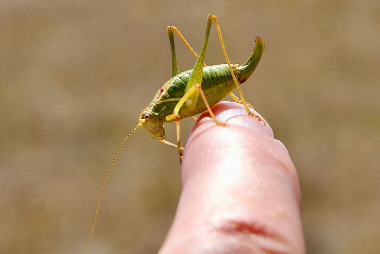 a green insect that is on someone's hand