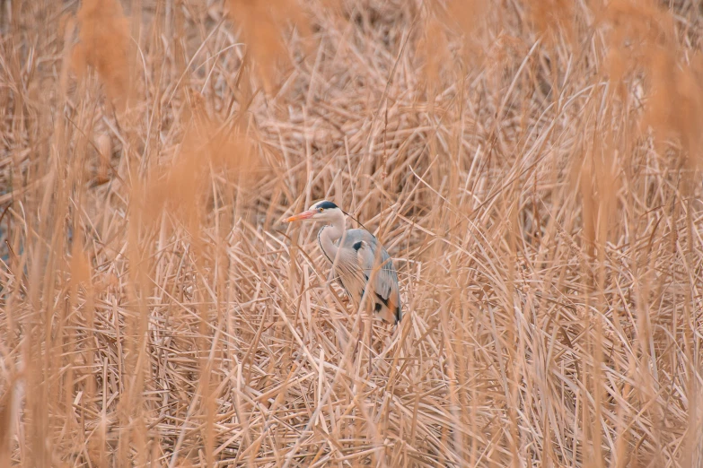 two birds perched on the top of the tall brown grass