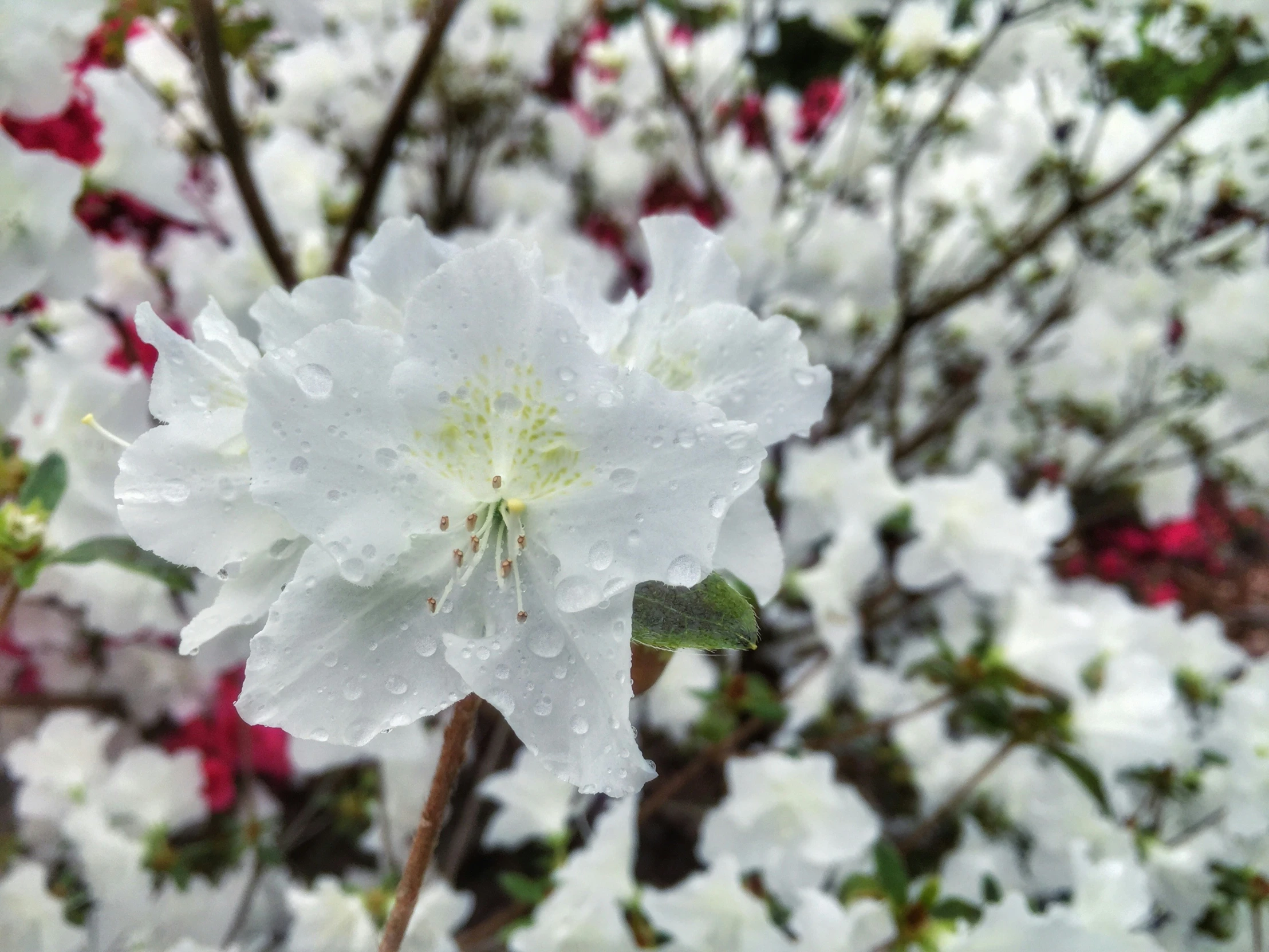 there is some pretty flowers in the water drops