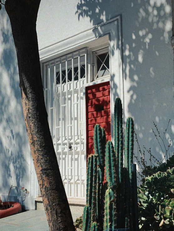 two cactus in front of a door with red brick on it