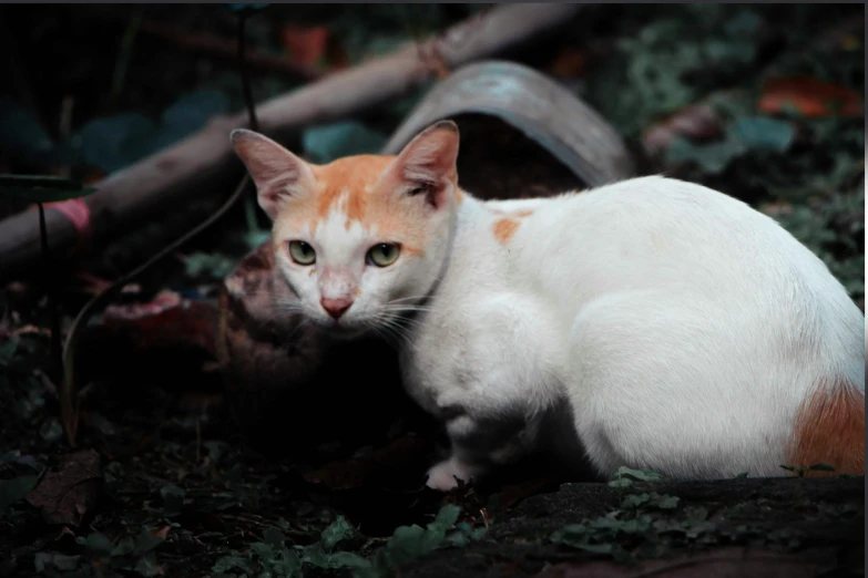 an orange and white cat stands next to some logs