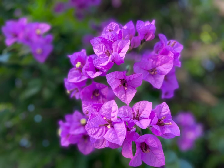 purple flower with purple petals in front of green leaves