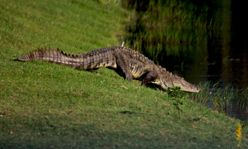 an alligator is standing on the grass by the water