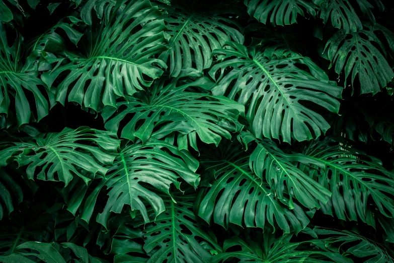 this is a pograph of the leaves of a tropical plant