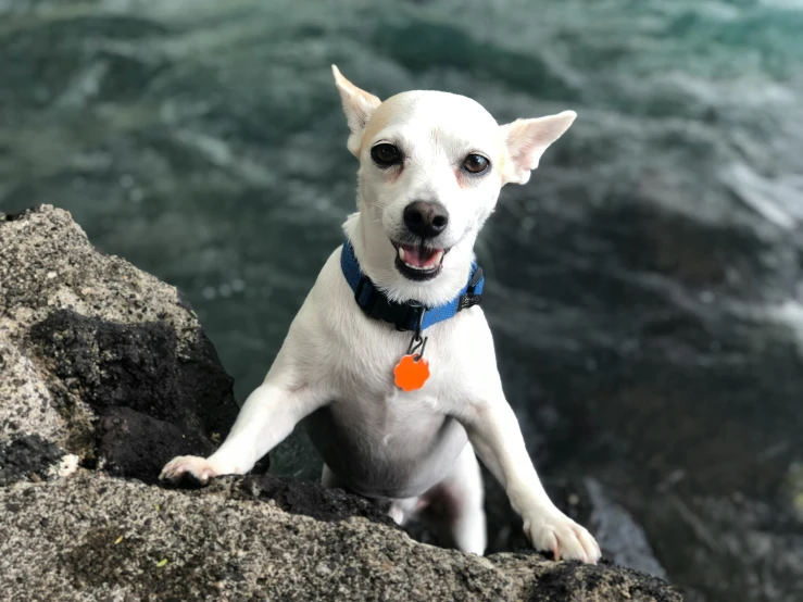 a white dog with orange tags on its collar standing on rocks looking into the camera