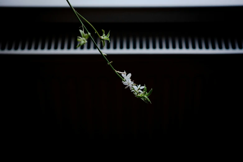 small white flowers are placed in a vase