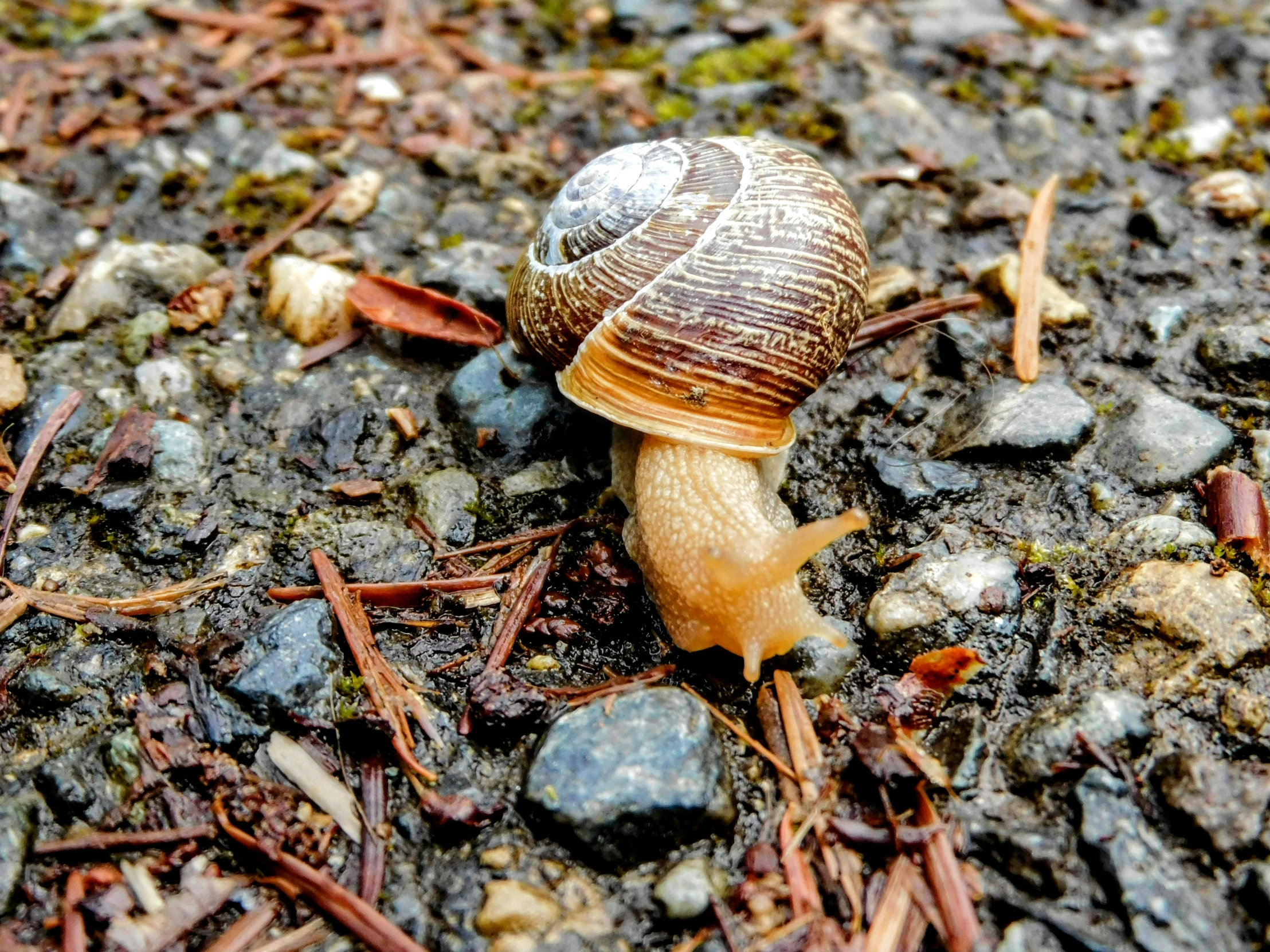 snail crawling in the dirt on ground of dirt