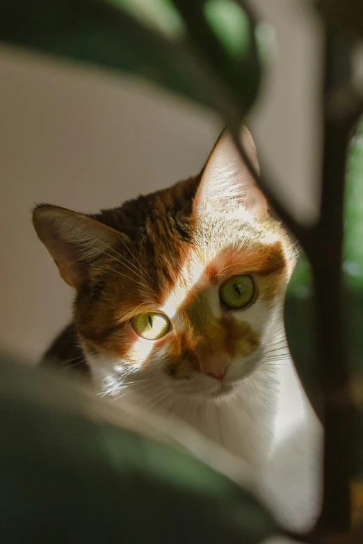 a cat sitting next to a potted plant