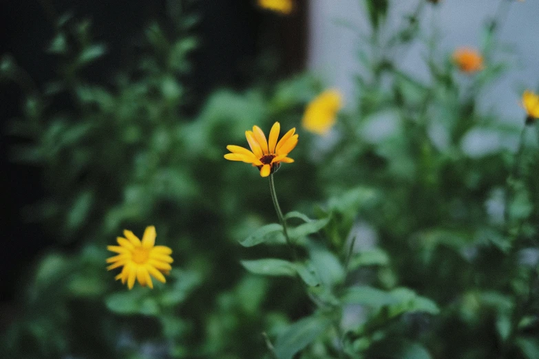 yellow flowers near an open window in the garden