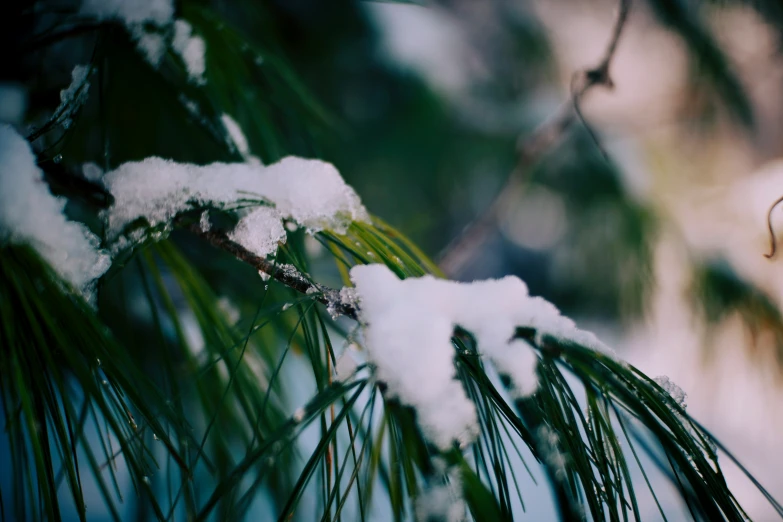 snow and pine needles are covered in a dark setting