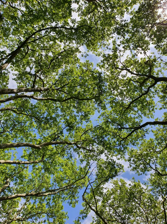 the bottom view of a group of trees in the sun