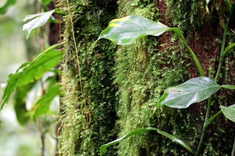 a large moss covered tree trunk in the middle of jungle