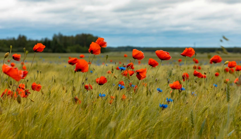 flowers in the middle of an open field