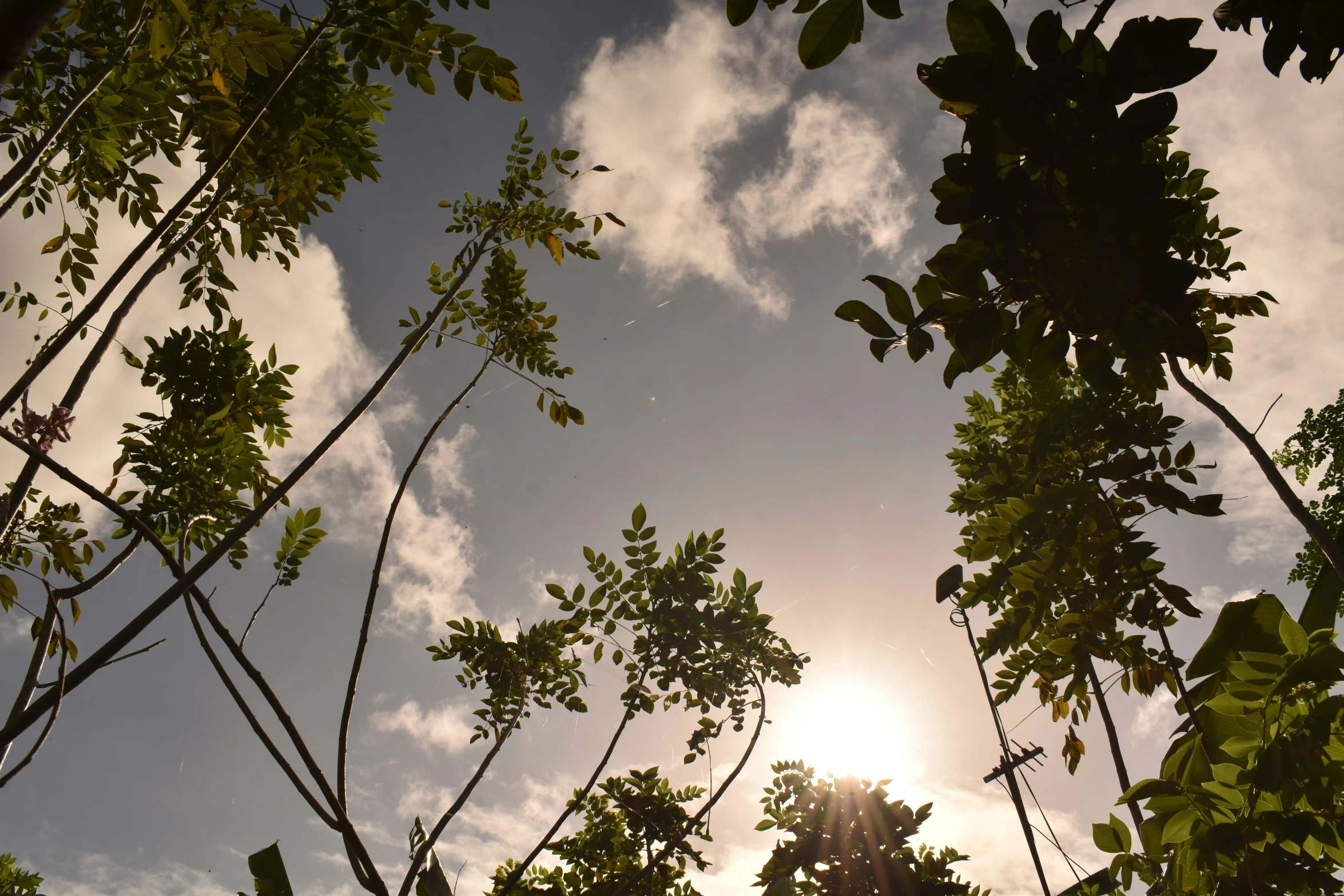 the sun's reflection on a leafy tree leaves