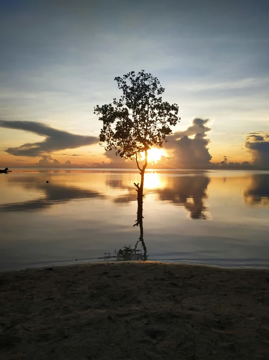 a lone tree on the beach with the setting sun in the background