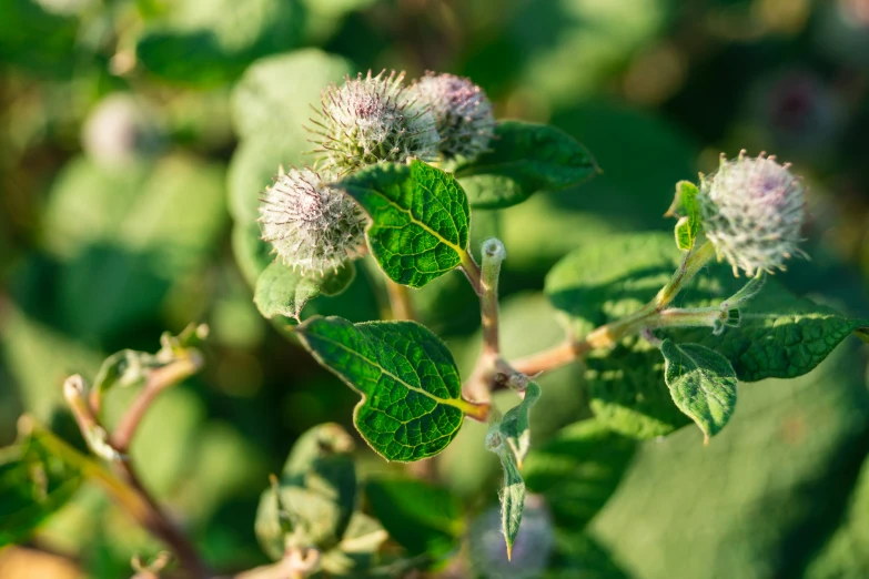 a green plant with white flowers and some leaves