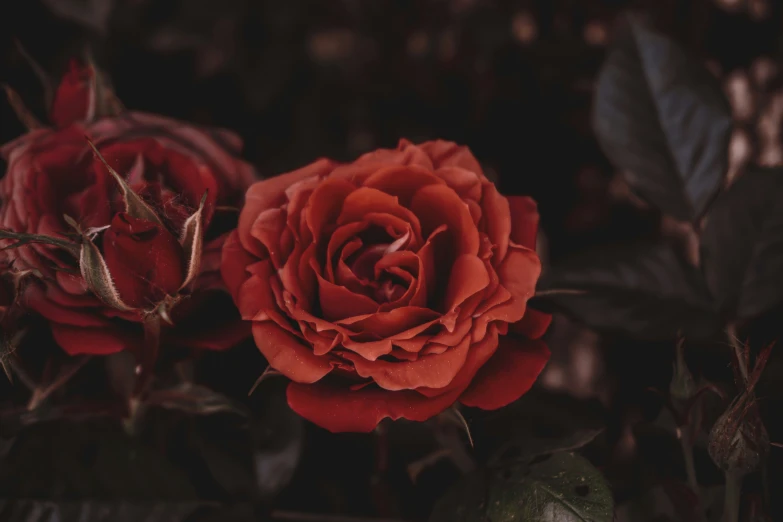 closeup image of two red roses on dark ground
