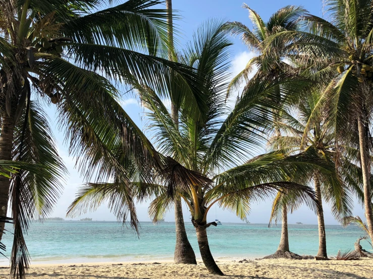 there are many tall palm trees on the beach