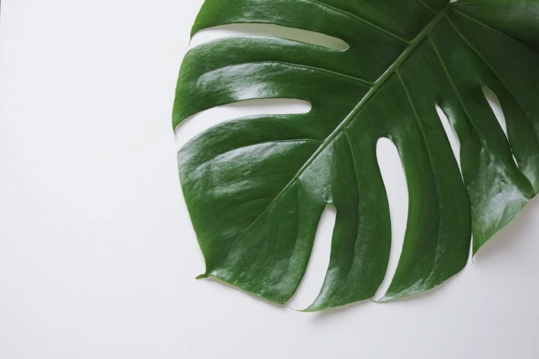 a large leaf sitting on top of a white surface