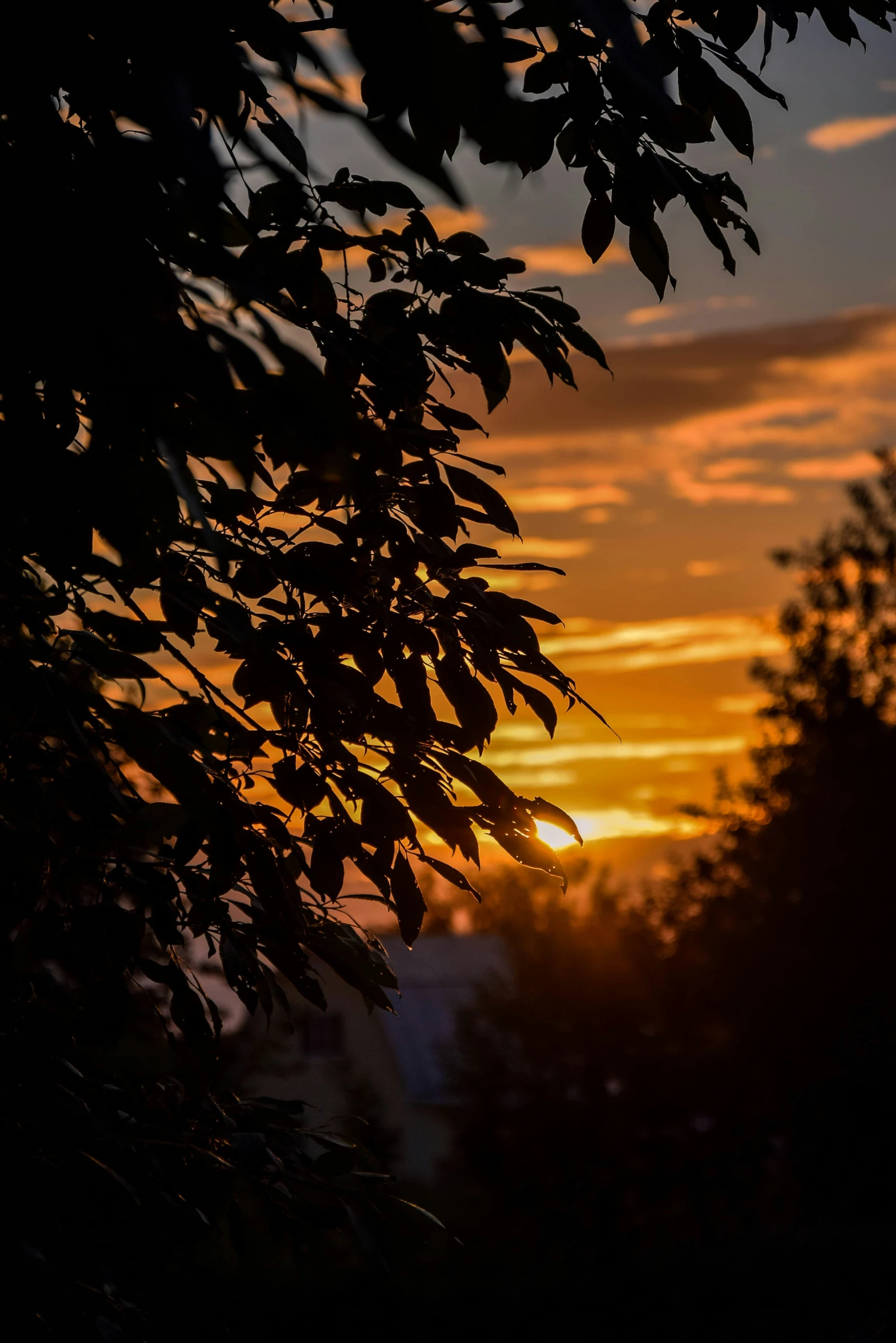 the sun is setting behind the trees as the leaves grow