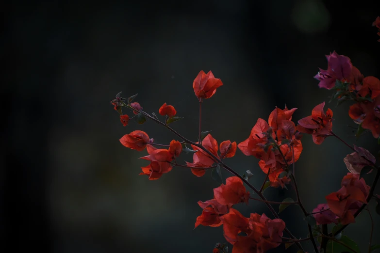 a bush that has red flowers in it